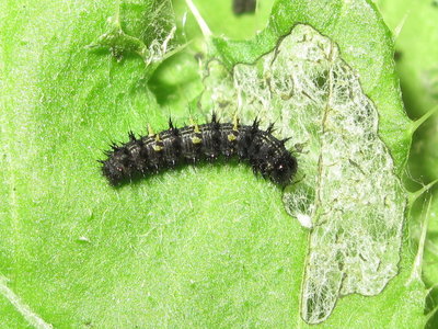 Painted Lady larva 3rd instar (highly coloured) - Lancing, Sussex 23-July-2019