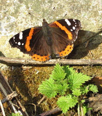 Red Admiral female and egg - Crawley, Sussex 19-Nov-2017