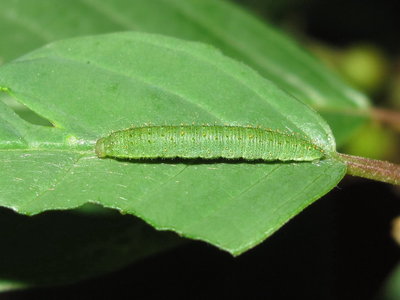 Brimstone larva 3rd instar (pre-moult) - Crawley, Sussex 8-June-2017