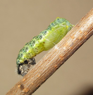 Large White pupa (dark larval skin)