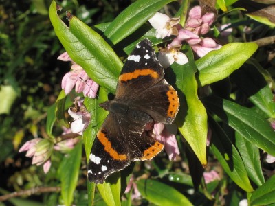 Red Admiral - Crawley, Sussex 21-Jan-2023