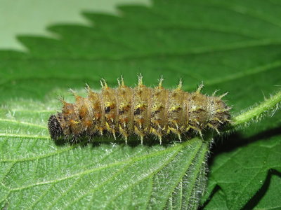 Red Admiral 5th instar larva - Crawley, Sussex 12-Apr-2017