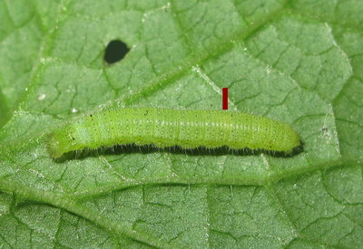 Green-veined White (4th instar) larva #1