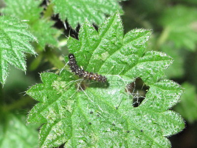 Red Admiral 2nd instar larva - Crawley, Sussex 9-Jan-2017