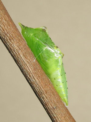 GVW pupa (2 hours old) 30-May-2015