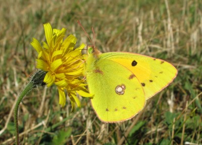 Clouded Yellow male - Birling Gap, Sussex 1-Oct-2009