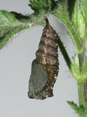 Red Admiral pupa (newly emerged) - Crawley, Sussex 14-Apr-2017