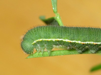 Clouded Yellow larva 5th instar - Crawley, Sussex 4-Oct-2020