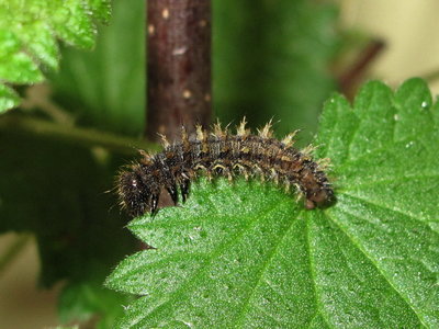 Red Admiral early 5th instar larva - Crawley, Sussex 9-Mar-2016 (L6)