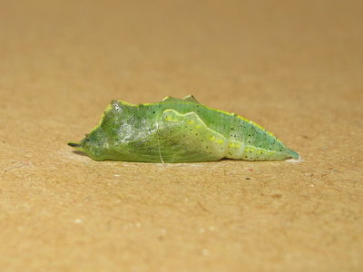 Small white pupa (3 hours old) - Caterham, Surrey 2-Nov-2013