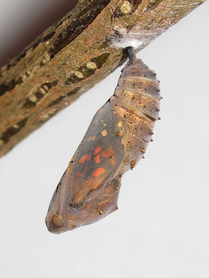 Painted Lady pupa (90 mins. before emergence) - Crawley, Sussex 7-May-2018