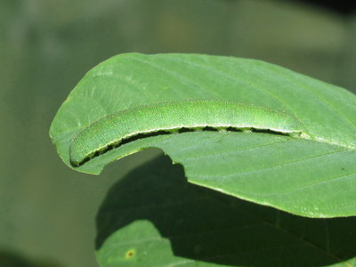 Brimstone larva (5th instar) - Crawley, Sussex 13-June-2017