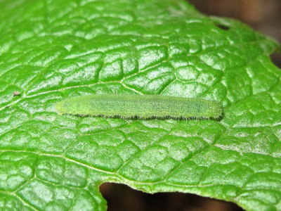 Small White larva (4th instar) - Crawley, Sussex 11-Sept-2016
