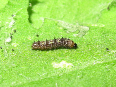 Painted Lady larva 2nd instar (pre-moult) - Lancing, Sussex 22-July-2019