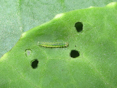 Small White larva (1st instar) - Crawley, Sussex 17-Sept-2017