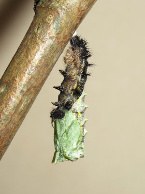 Small Tortoiseshell larva pupating - Caterham, Surrey 13-June-2013
