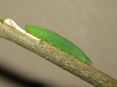 Speckled Wood larva (fully grown) - Crawley, Sussex 23-June-2014
