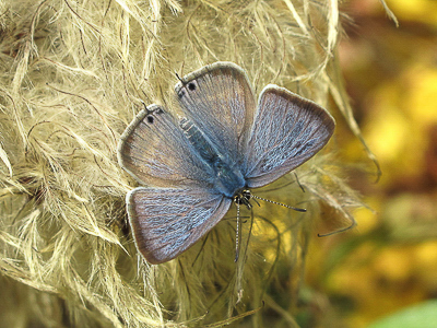 Long-tailed Blue - Beeding, Sussex 25-Oct-2015
