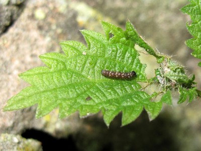 Red Admiral 2nd instar larva - Crawley 17-Jan-2022
