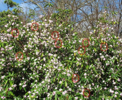 10 winter Red Admirals - Crawley, Sussex 16-Feb-2024