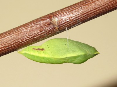 Clouded Yellow pupa in typical horizontal position - Crawley, Sussex 19-Oct-2020