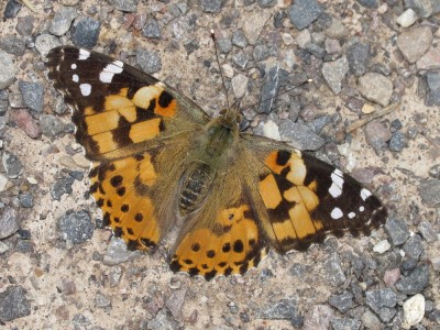 Painted Lady - Lancing, Sussex (not from today)