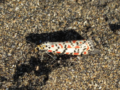Crimson Speckled moth