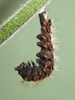 Comma larva (preparing to pupate) - Caterham, Surrey 20-Sept-2012