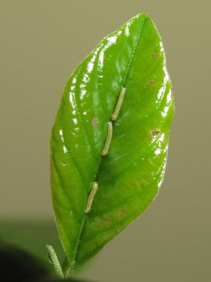 Brimstone larvae - Crawley, Sussex 11-May-2015