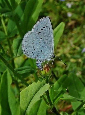 Holly Blue egg-laying on Buttercup (Dave Miller)