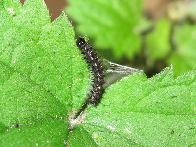Red Admiral 3rd instar larva - Crawley, Sussex 19-July-2017