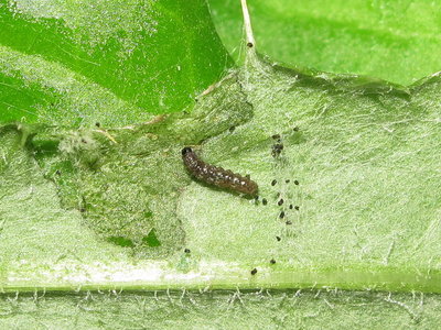 Painted Lady larva 1st instar - Lancing, Sussex 19-July-2019