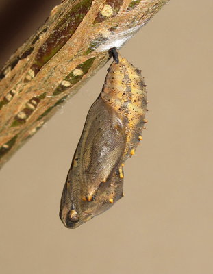 Painted Lady pupa (6 hours old) - Crawley, Sussex 24-April-2018