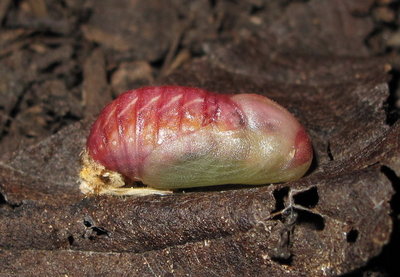 L1 (freshly emerged pupa) 13-June-11