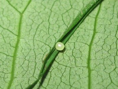 Fresh Speckled Wood egg - Crawley, Sussex 25-May-2014