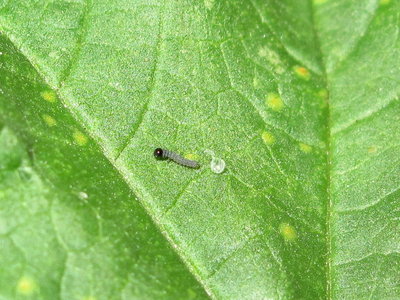 Painted Lady larva (freshly emerged) - Crawley, Sussex 6-Aug-2019