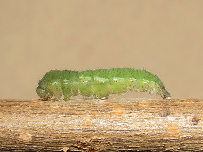Pupation commences with white spiraclular linings starting to expose