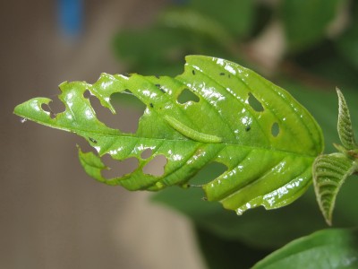 Brimstone larva 2nd instar