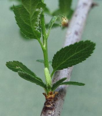 Brown Hairstreak Larva at 12 days old and 4mm long (L3)