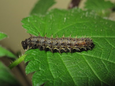 Red Admiral late 5th instar larva - Crawley, Sussex 23-Mar-2016 (L6)