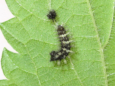 Comma larva 3rd instar - Crawley, Sussex 17-July-2017