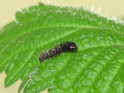 Red Admiral (early) 4th instar larva - Crawley, Sussex 1-Mar-2017