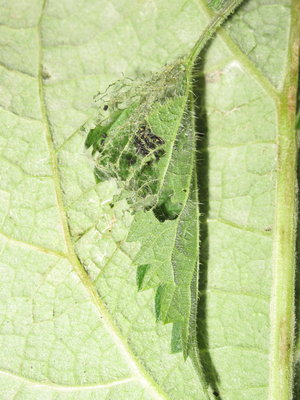 Painted Lady larval shelter (4th instar) on nettle - Lancing, Sussex 9-Sept-2019