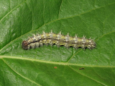 Painted Lady larva 5th instar (pale form) - Gatwick, Sussex 1-Aug-2019