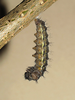 Painted Lady larva (suspended for pupation) - Crawley, Sussex 24-April-2018