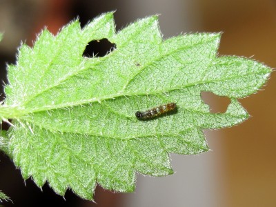 Comma larva (1st instar) - Crawley, Sussex 23-July-2022