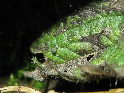 Red Admiral egg preparing to hatch - Crawley, Sussex 16-Feb-2018