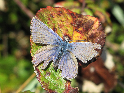 Common Blue male - Southwick Basin 2- Nov-2016
