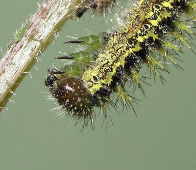 Small Tortoiseshell larva (5th instar post moult) - Caterham, Surrey 9-June-2013