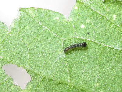 Comma larva (1st instar) - Crawley, Sussex 14-Aug-2018